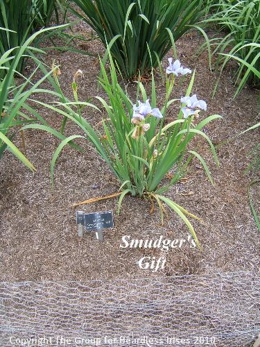 19 Smudger's Gift